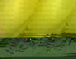 Проводка (коса) для Geely Coolray SX11 2018  запчасти бу